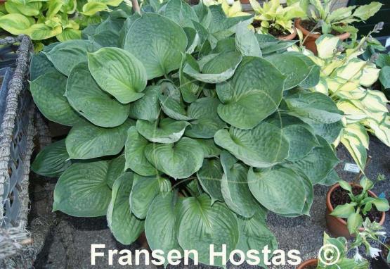 Hosta Pete's Dark Satellite